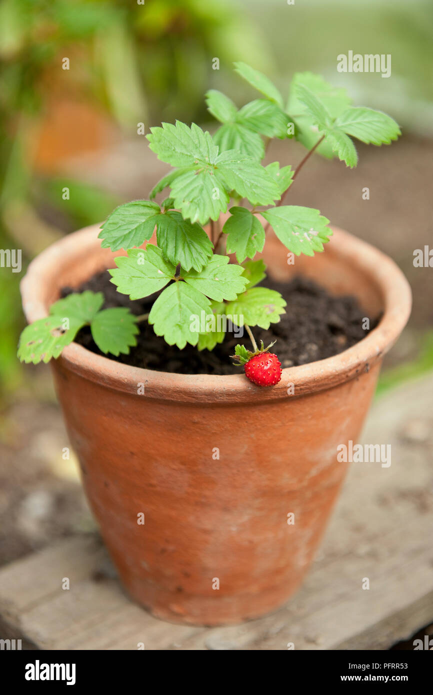 Strawberries in pot uk hires stock photography and images Alamy