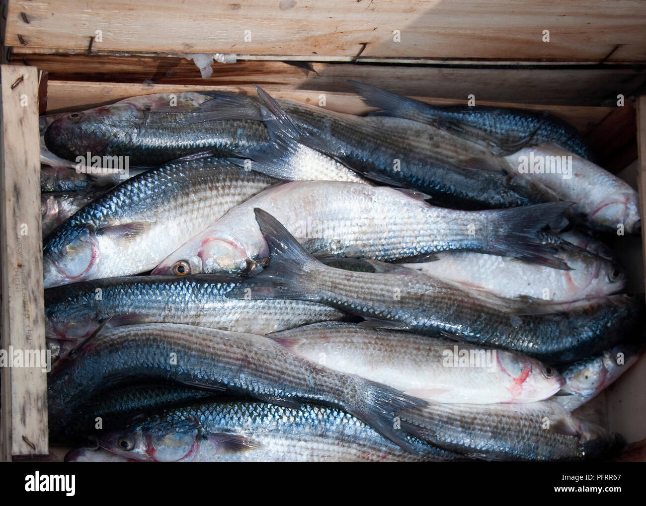 Italy, Porto Garibaldi, freshly caught European Seabass in wooden box, close-up Stock Photo