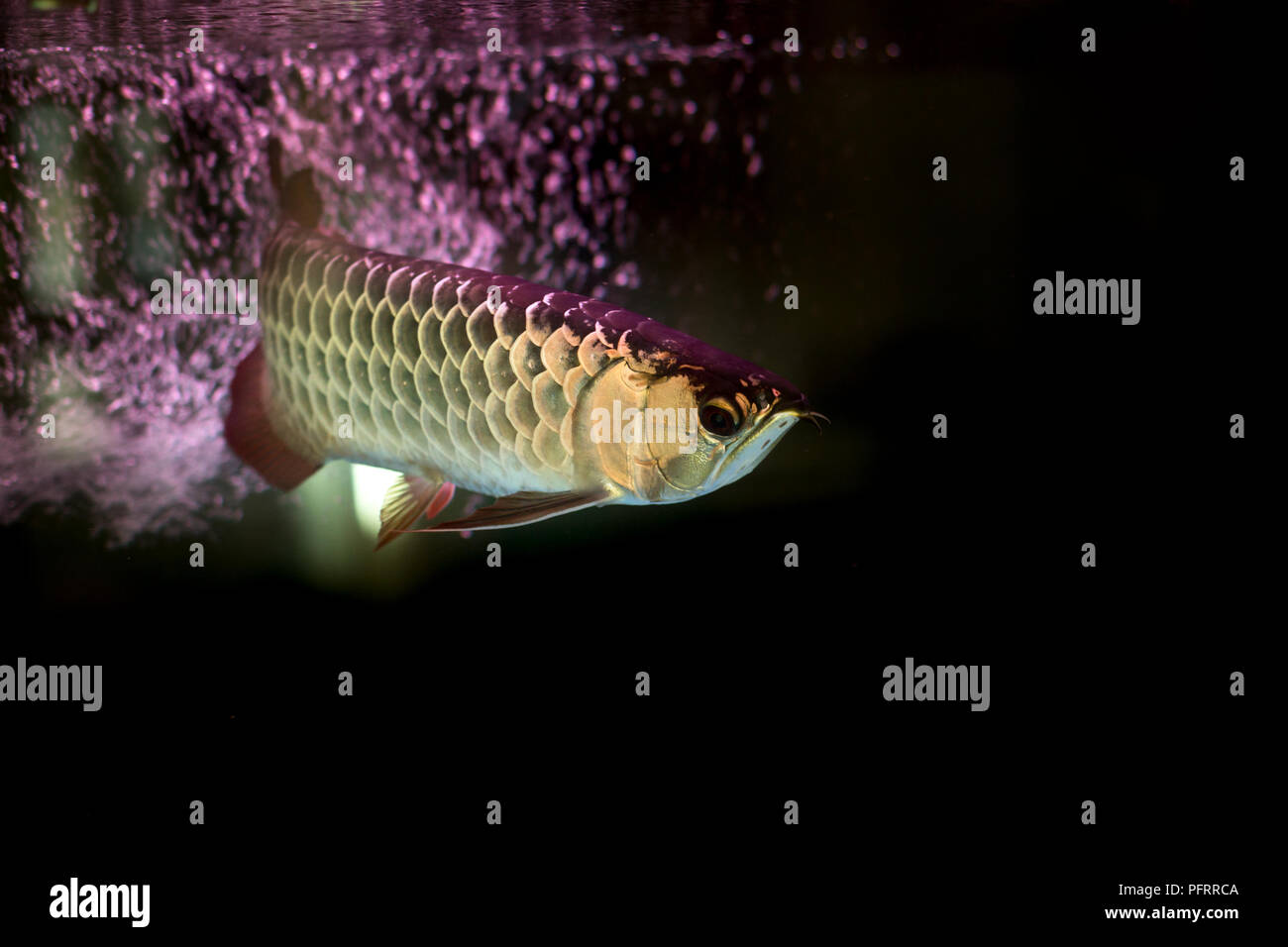 Golden arowana fish or dragon fish in fish tank isolated Stock Photo