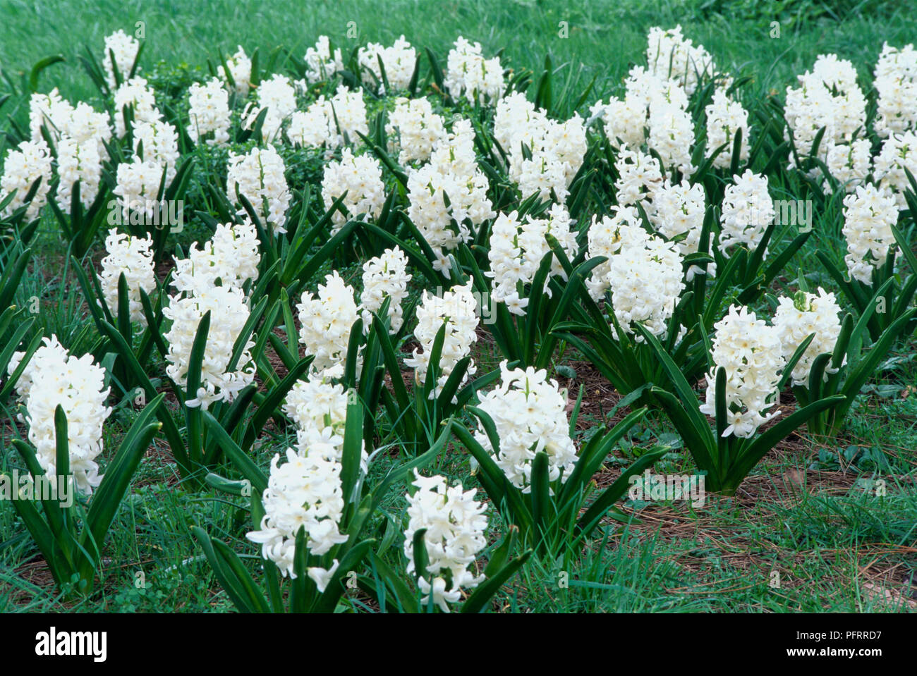 Hyacinthus orientalis 'Carnegie' (Hyacinth) in flowerbed Stock Photo ...