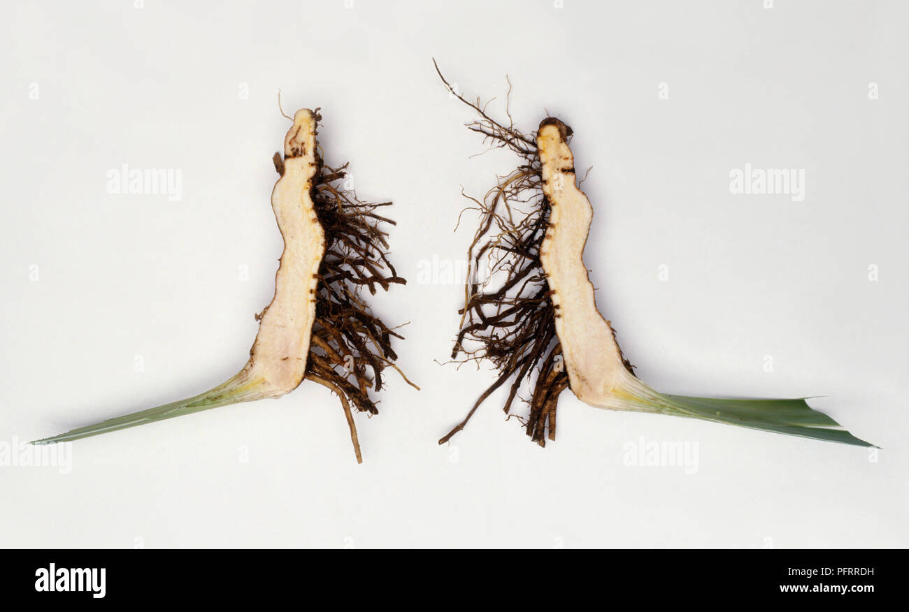 Cross section of Iris germanica (Bearded Iris) root Stock Photo Alamy