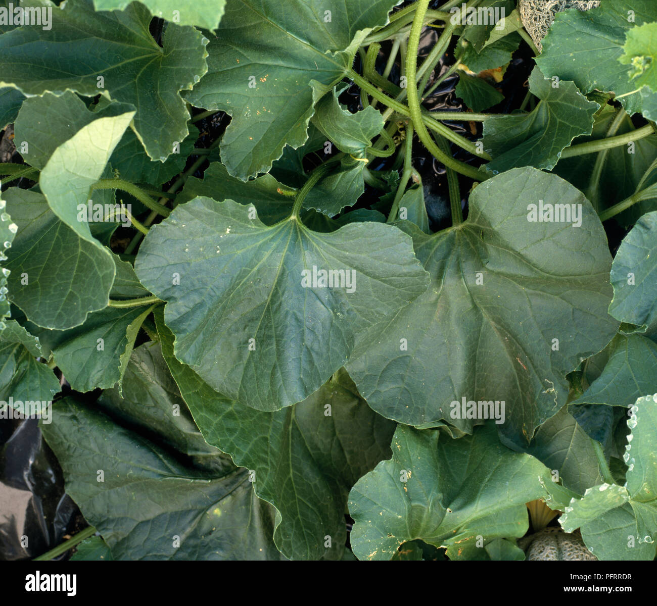 Solanum retroflexum (Sunberry) with large green leaves, close-up Stock Photo