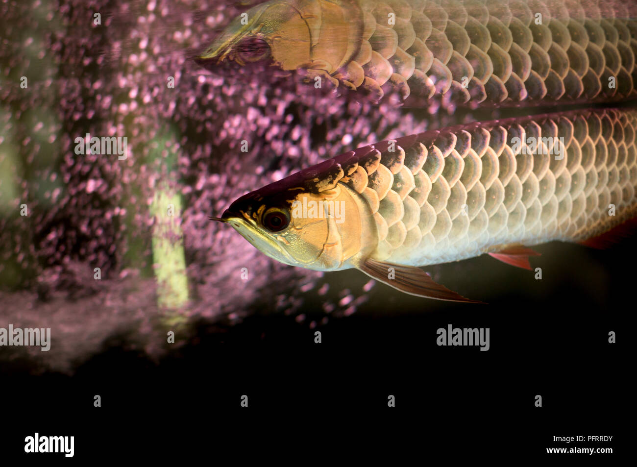 Golden arowana fish or dragon fish in fish tank isolated Stock Photo