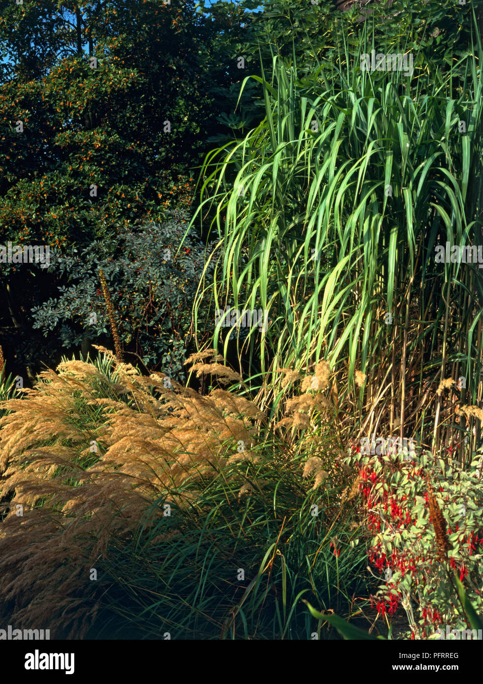 Perennial border of grasses, Miscanthus sinensis (Japanese silver grass) and Pennisetum sp., and flowers from Fuchsia sp. Stock Photo