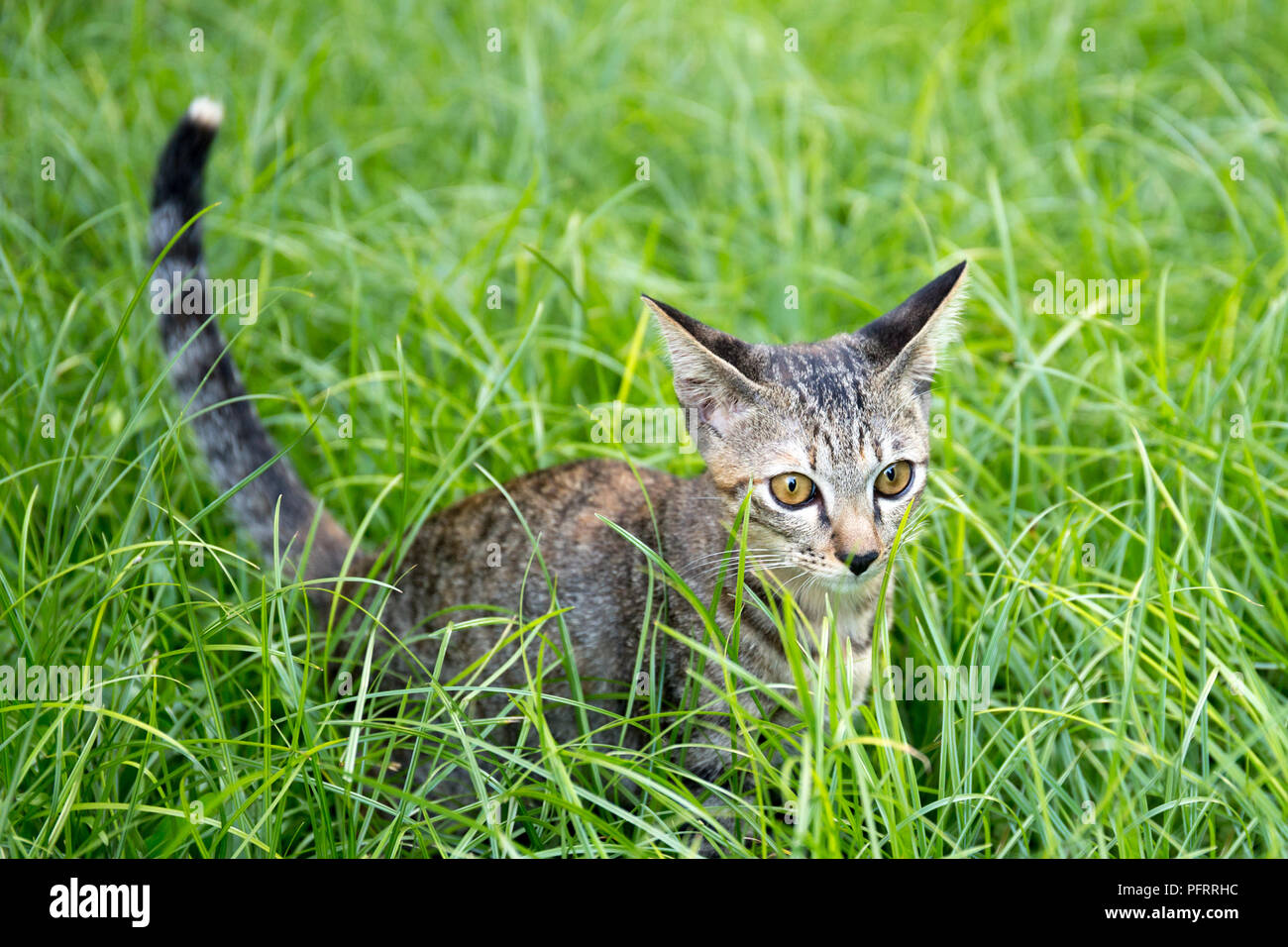 Little kitten playing on the grass looking at camera Stock Photo - Alamy