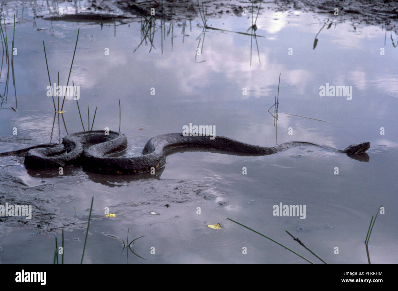 Snake wriggling through water Stock Photo