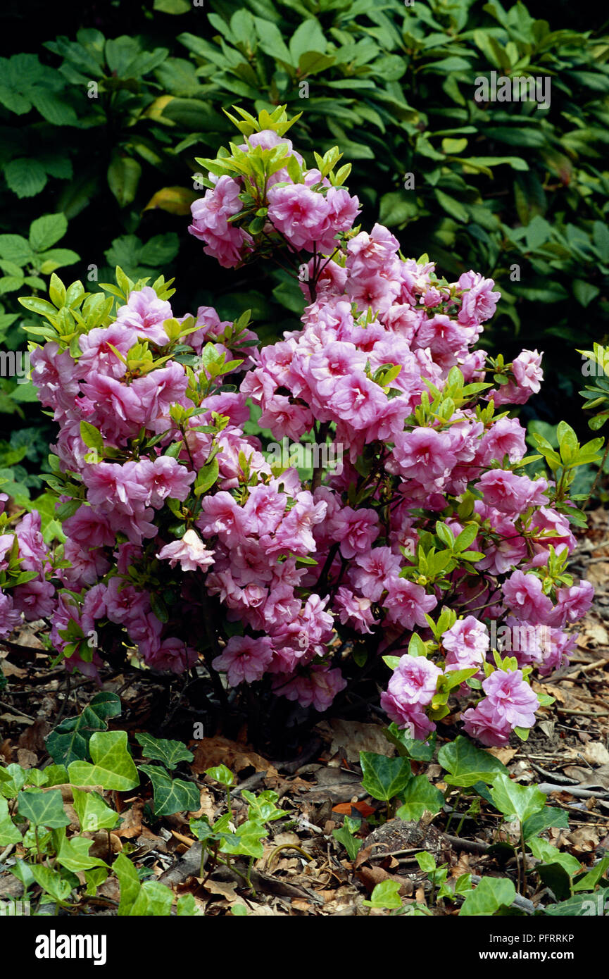 Rose Tree Rhododendrum Dark green rhododendron leaves hi-res stock photography and images - Alamy