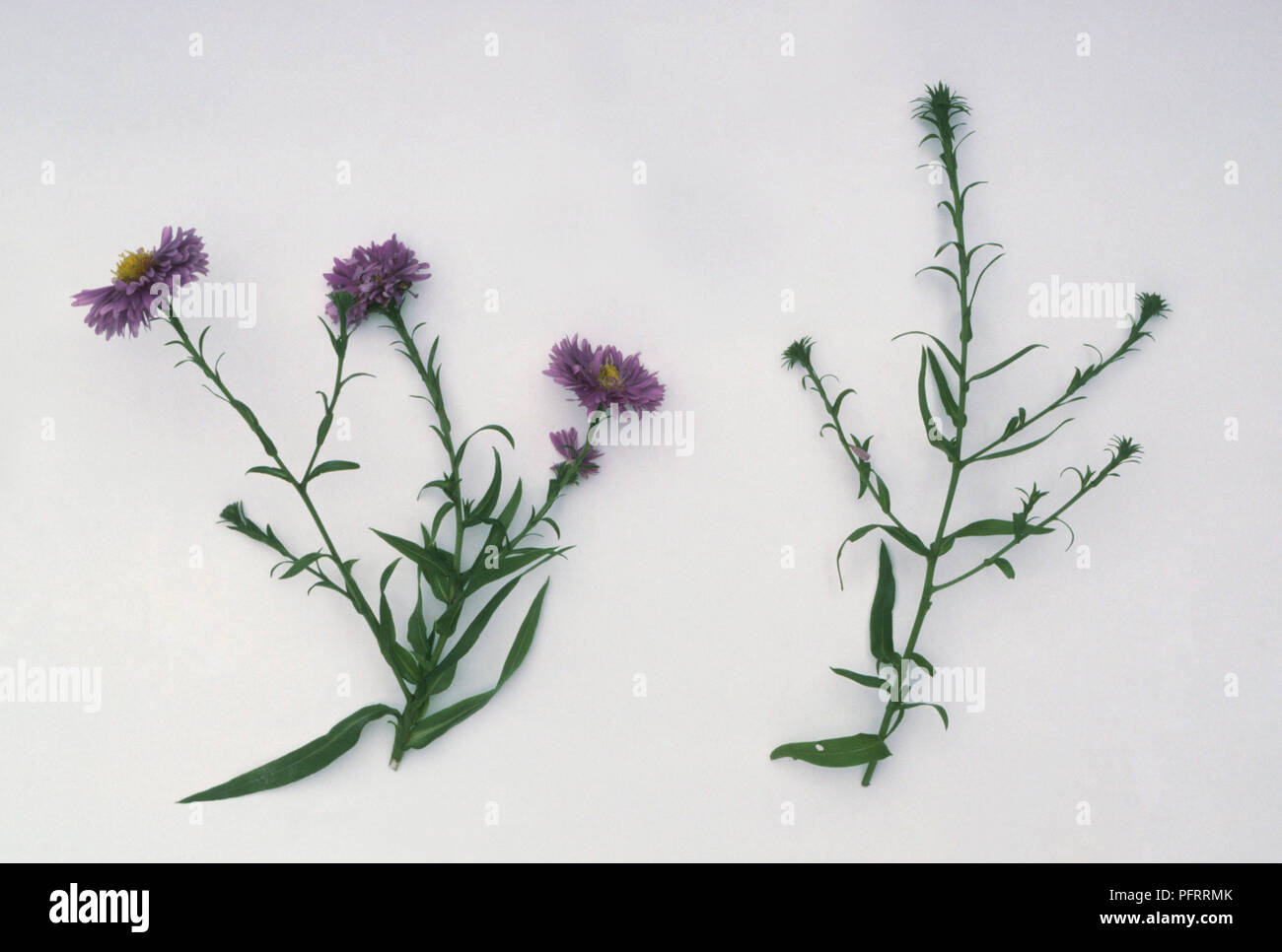 Flower Stem Of Healthy Aster Michaelmas Daisy And Stem With Flowers Distorted By Mites Stock Photo Alamy