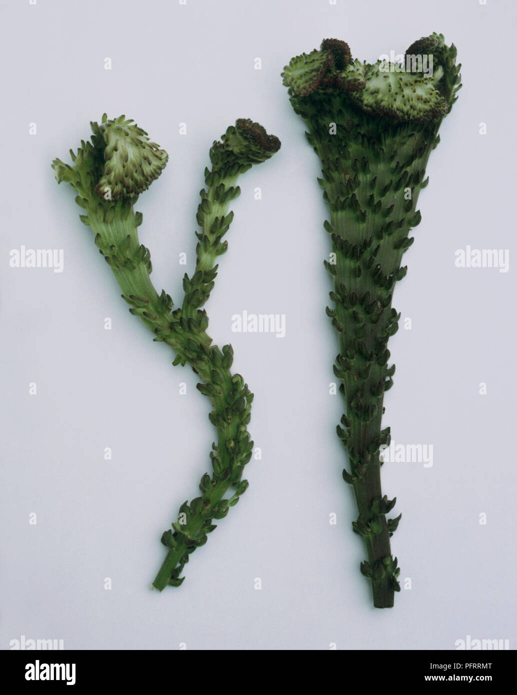 Fasciation Rhs Stems distorted by fasciation Stock Photo - Alamy