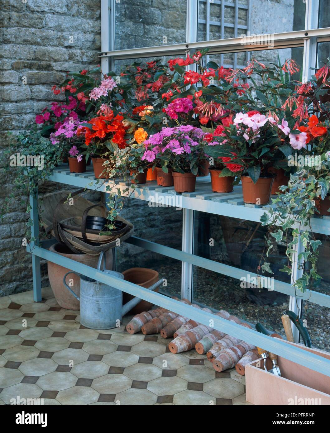 Variety of plants in flowerpots on staging in greenhouse, including red Begonia, pink Fuchsia, pink Impatiens (Busy Lizzie), and ivy Stock Photo