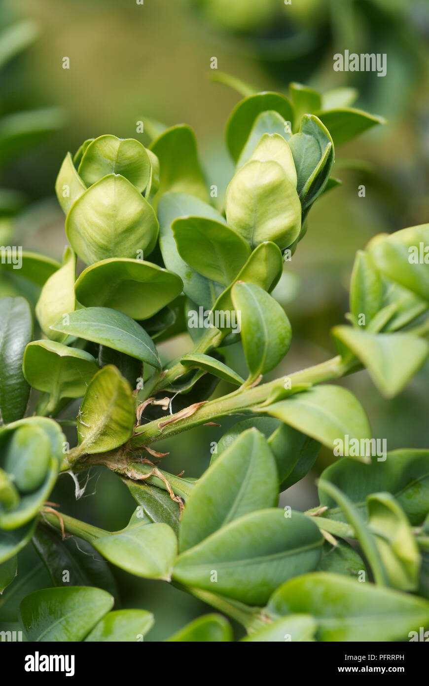Buxus sempervirens (Box), leaves damaged by Box sucker (Psylla buxi), close-up Stock Photo