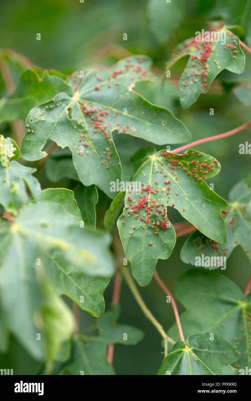 Acer sp. (Maple) leaves infested with Gall mites (Eriophyidae) Stock Photo