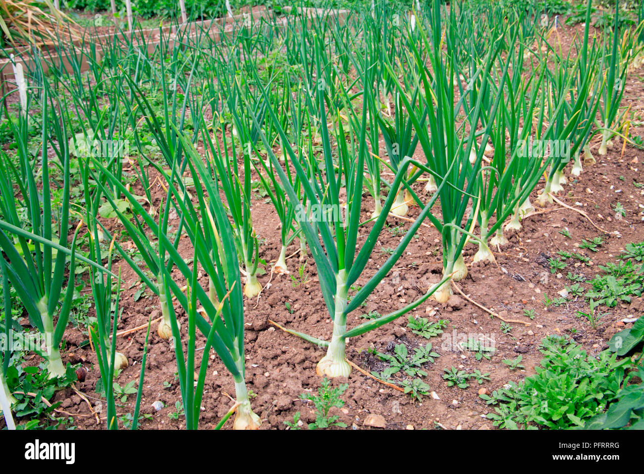 Rows of onions growing on allotment Stock Photo