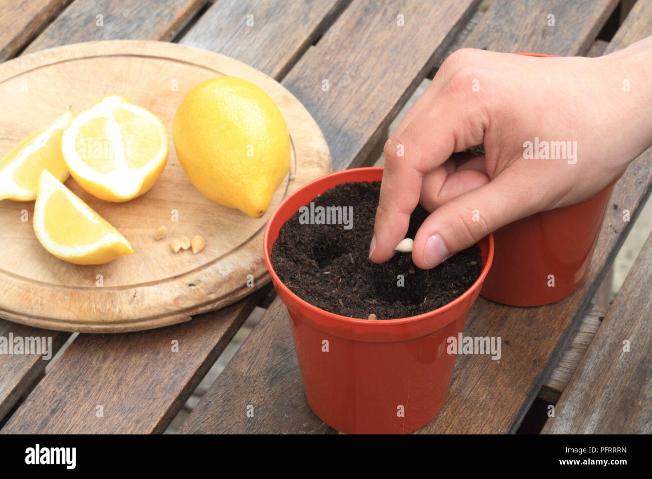 Man putting fresh lemon seed in hole in compost in plant pot on wooden table, close-up Stock Photo