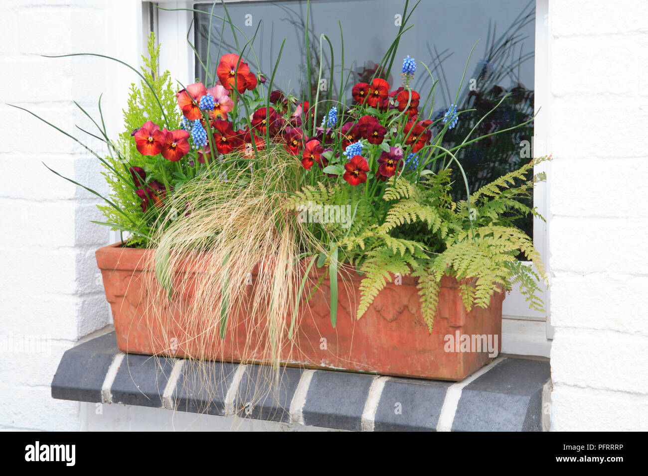 Winter window box with fern, grass, violas and grape hyacinths on
