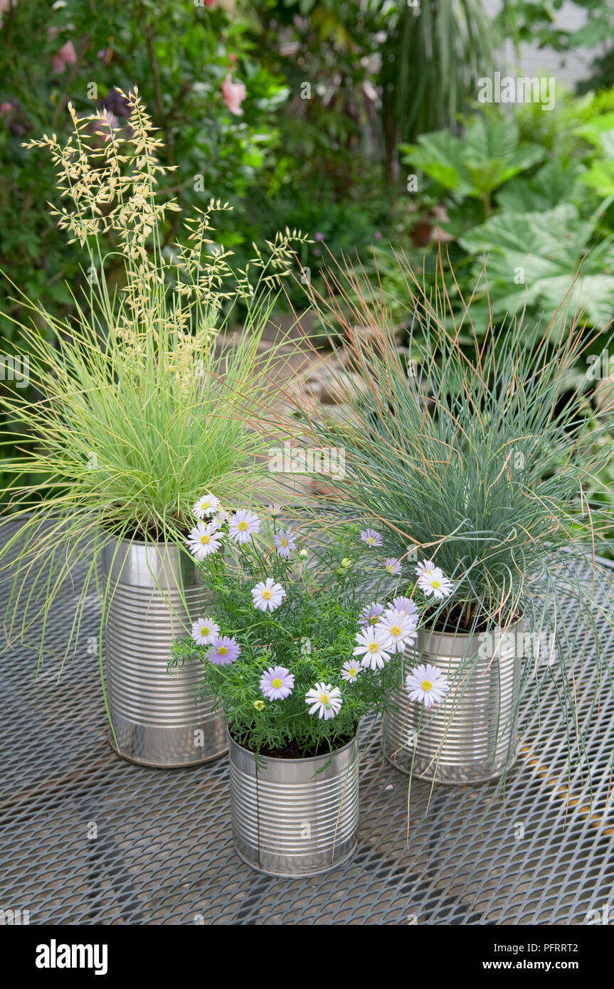 Festuca glauca (Blue Fescue), Aster (Michaelmas Daisy) and Grass in improvised pots made from tin cans on table in garden Stock Photo