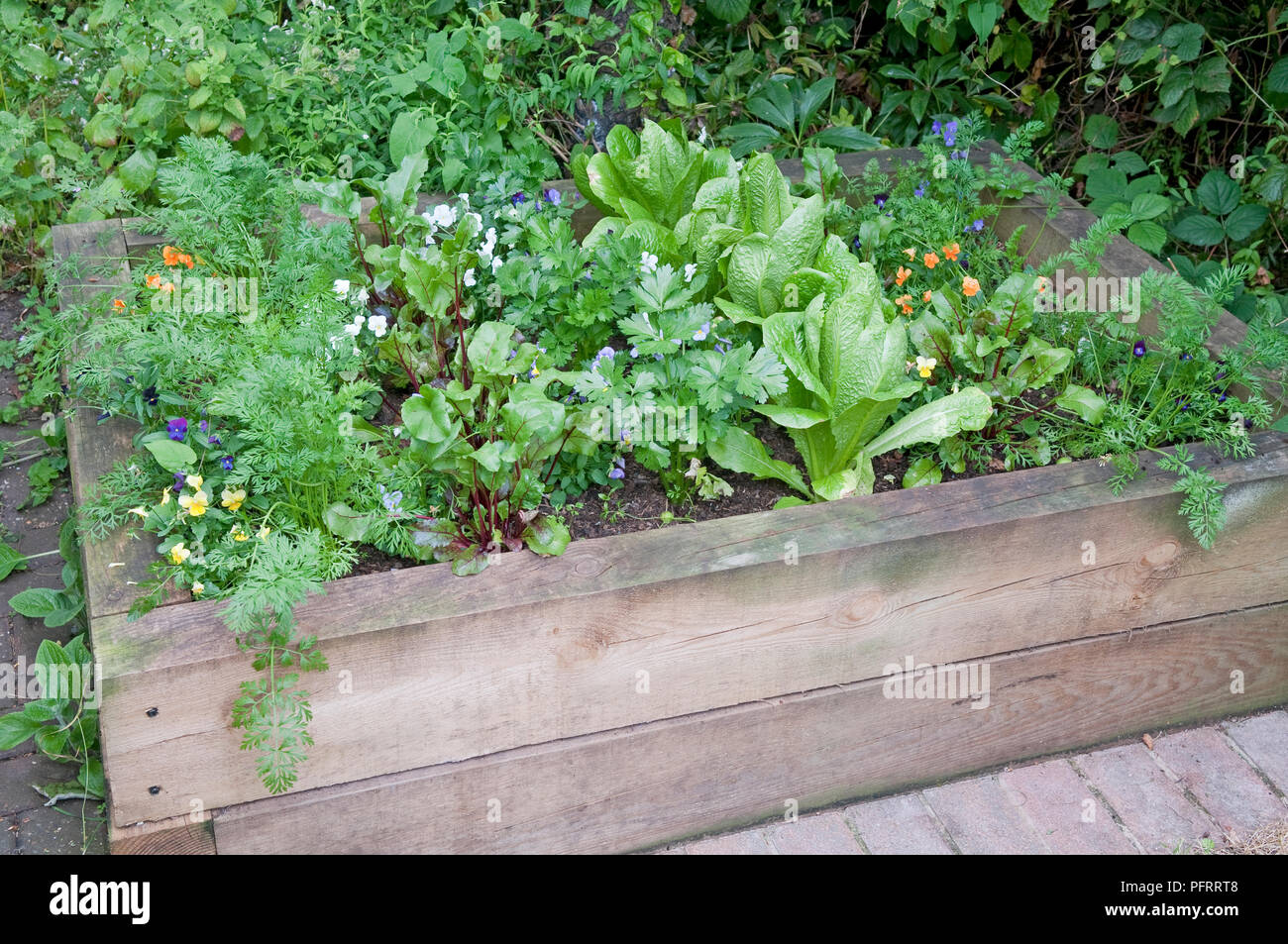 Raised bed of lettuce, radish, violas, and parsley in domestic graden, close-up Stock Photo