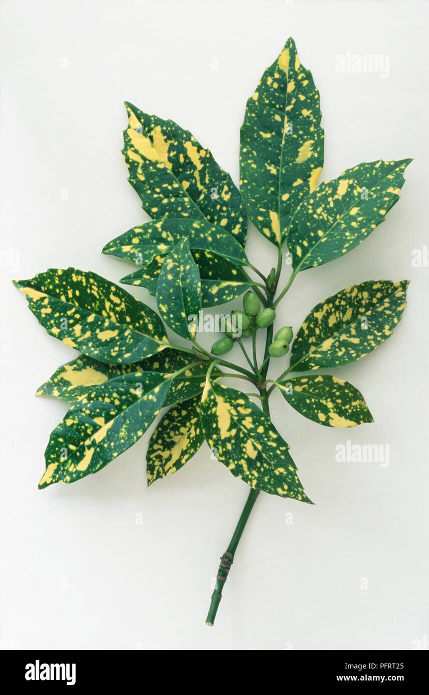 Aucuba japonica 'Crotonifolia' (Spotted laurel), leaves and berries, close-up Stock Photo