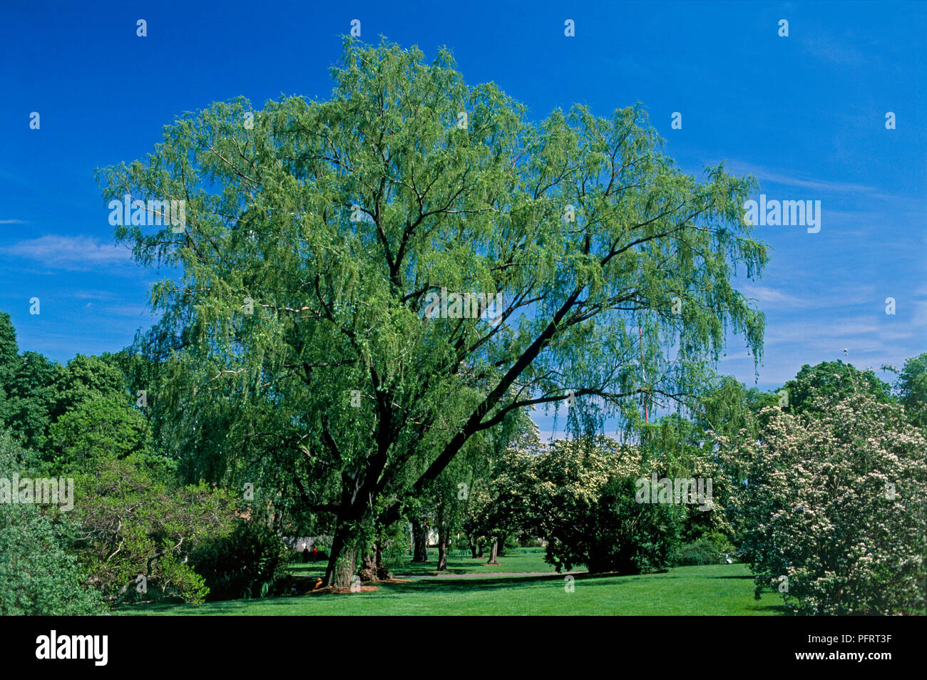 Salix alba 'Tristis', a large weeping Willow tree set in formal garden surrounded by smaller trees, shrubs and grass Stock Photo
