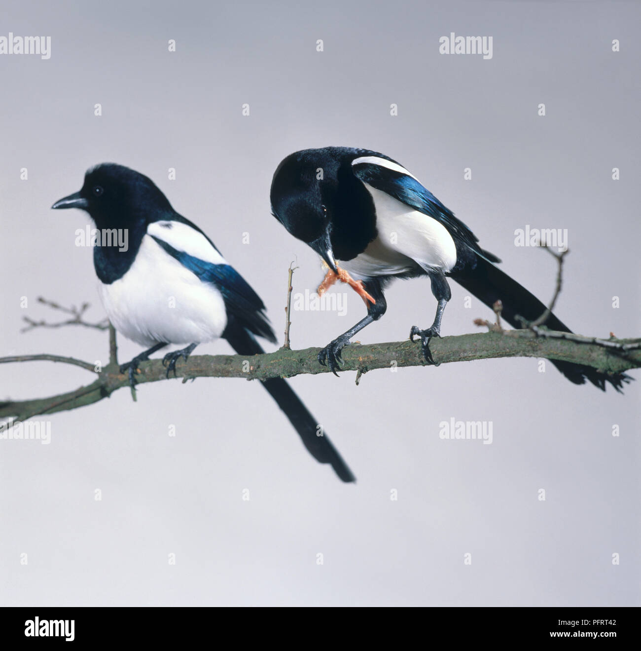Male and female magpie hires stock photography and images Alamy