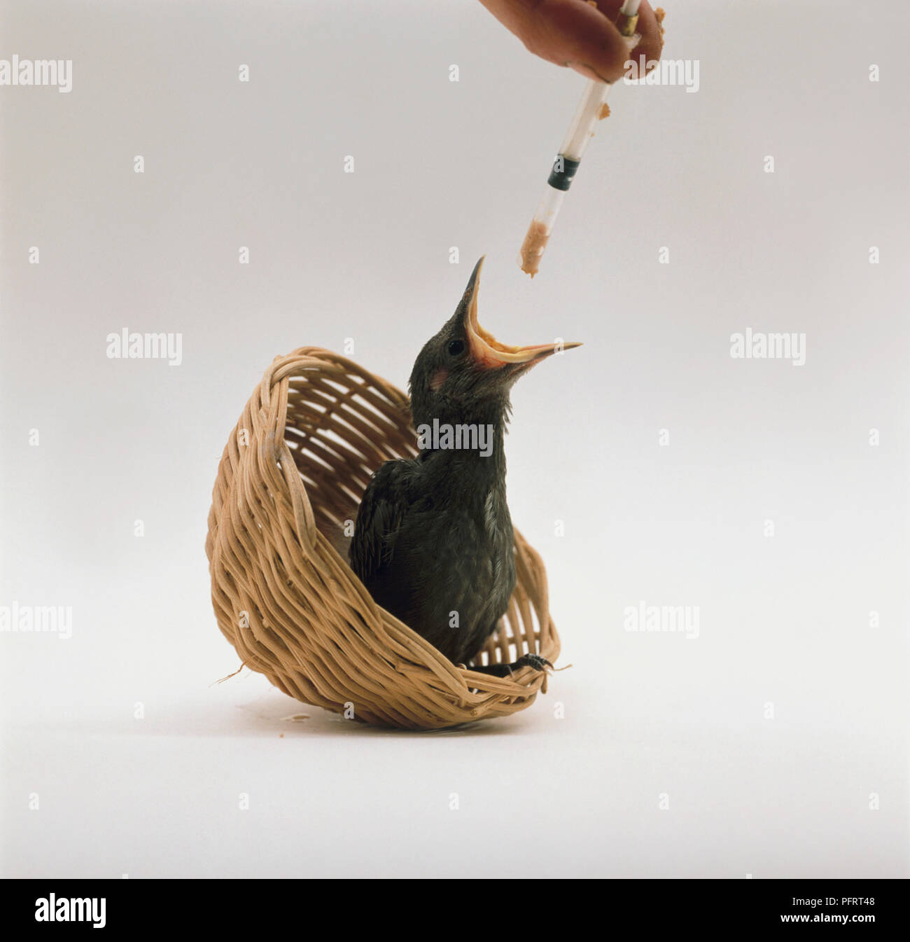 https://c8.alamy.com/comp/PFRT48/hand-rearing-young-starling-sturnus-vulgarise-sitting-in-small-wicker-basket-using-pipette-PFRT48.jpg