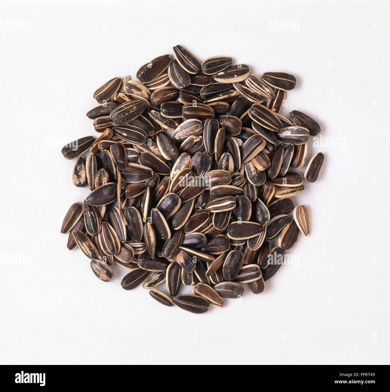 Heap Of Helianthus Annuus Sunflower Seeds For Bird Feeder Stock