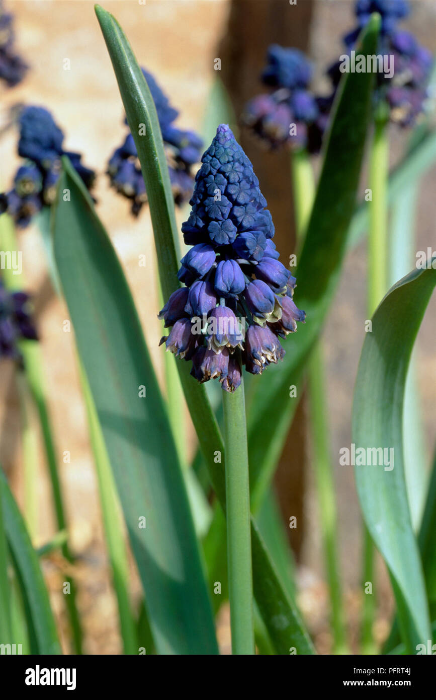 Bellevalia pycnantha (Grape Hyacinth) with blue flowers on tall stem, close-up Stock Photo