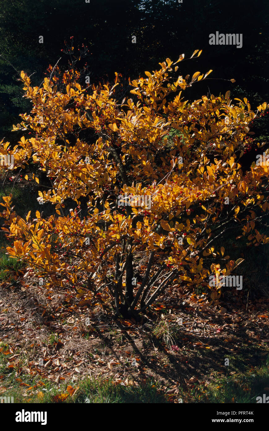 Photinia villosa (Pourthiaea villosa), small tree with sunlight on autumn leaves Stock Photo