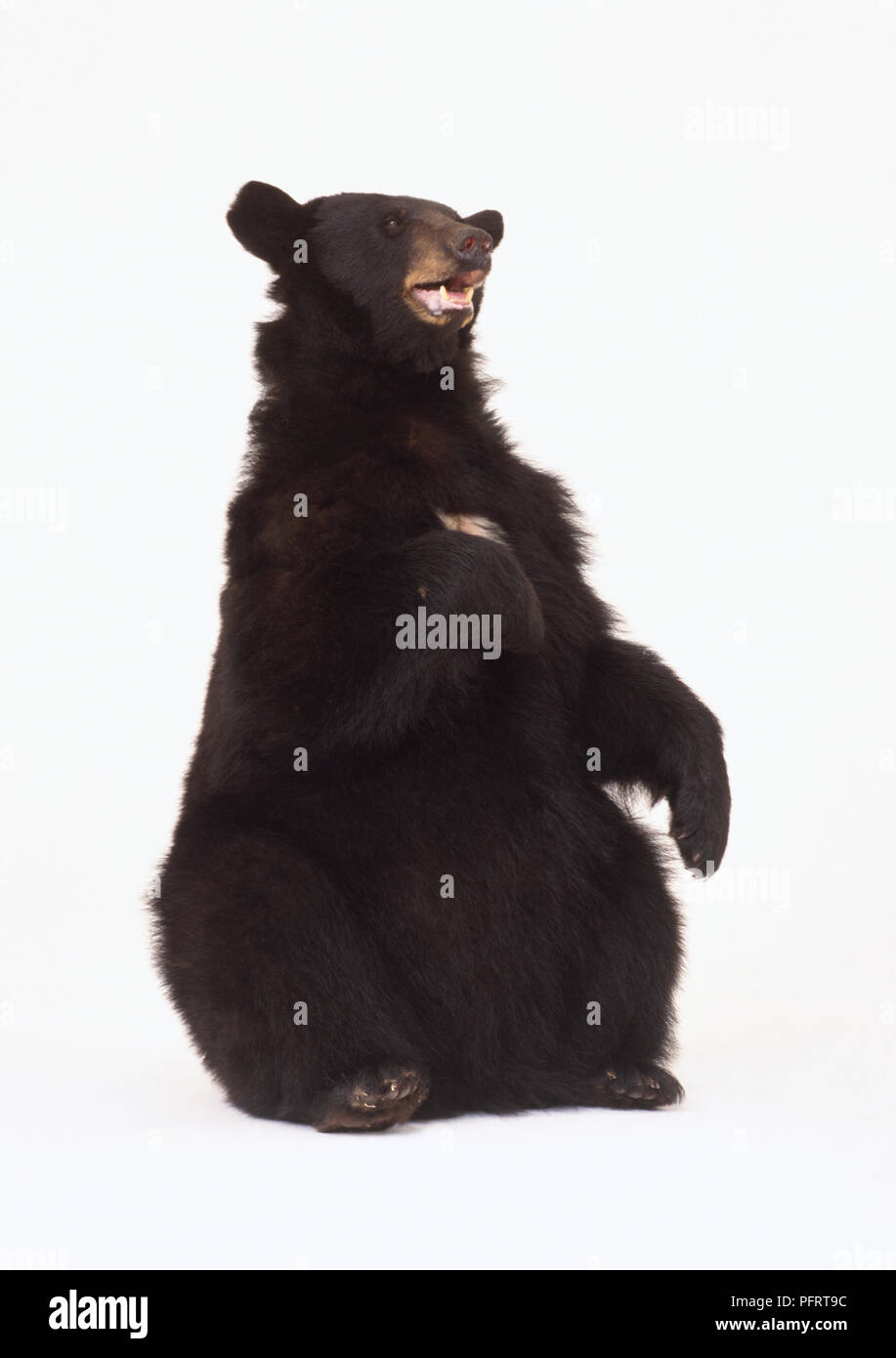 American black bear (Ursus americanus) sitting upright, pointing at himself Stock Photo