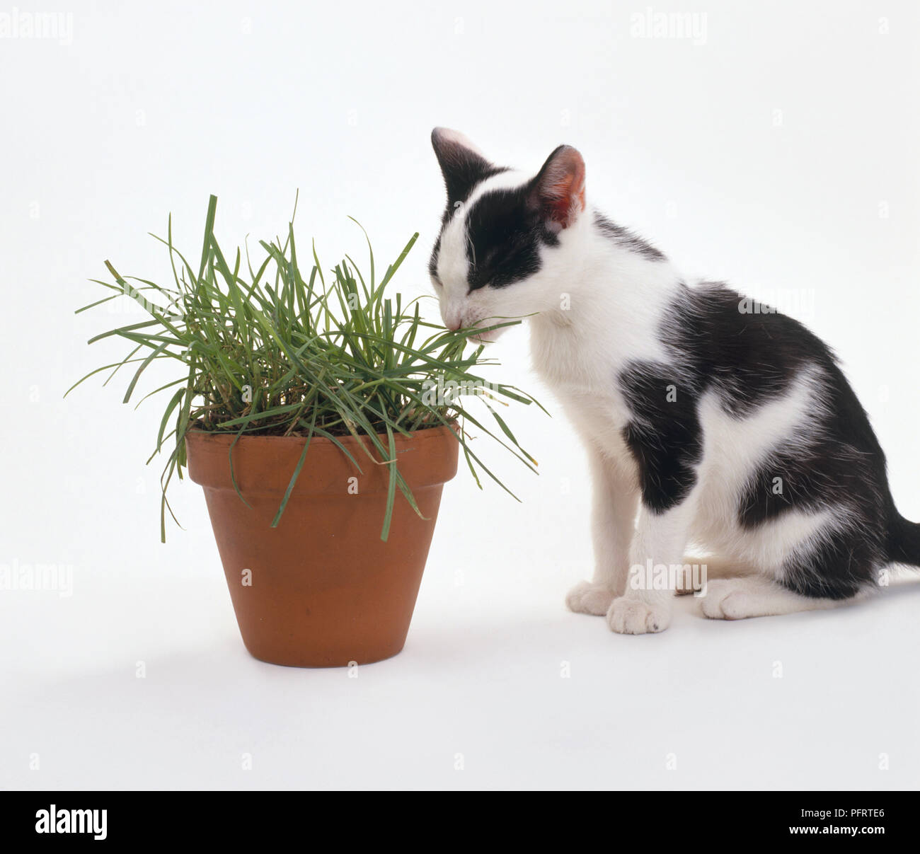 Kitten eating grass Stock Photo Alamy