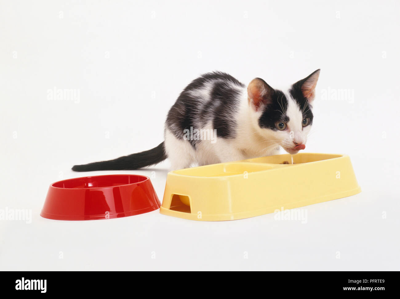 Kitten drinking milk from a bowl Stock Photo Alamy