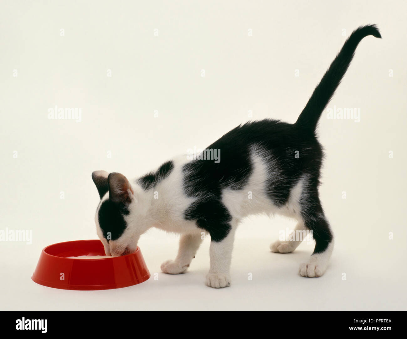 Kitten drinking milk from bowl Stock Photo Alamy