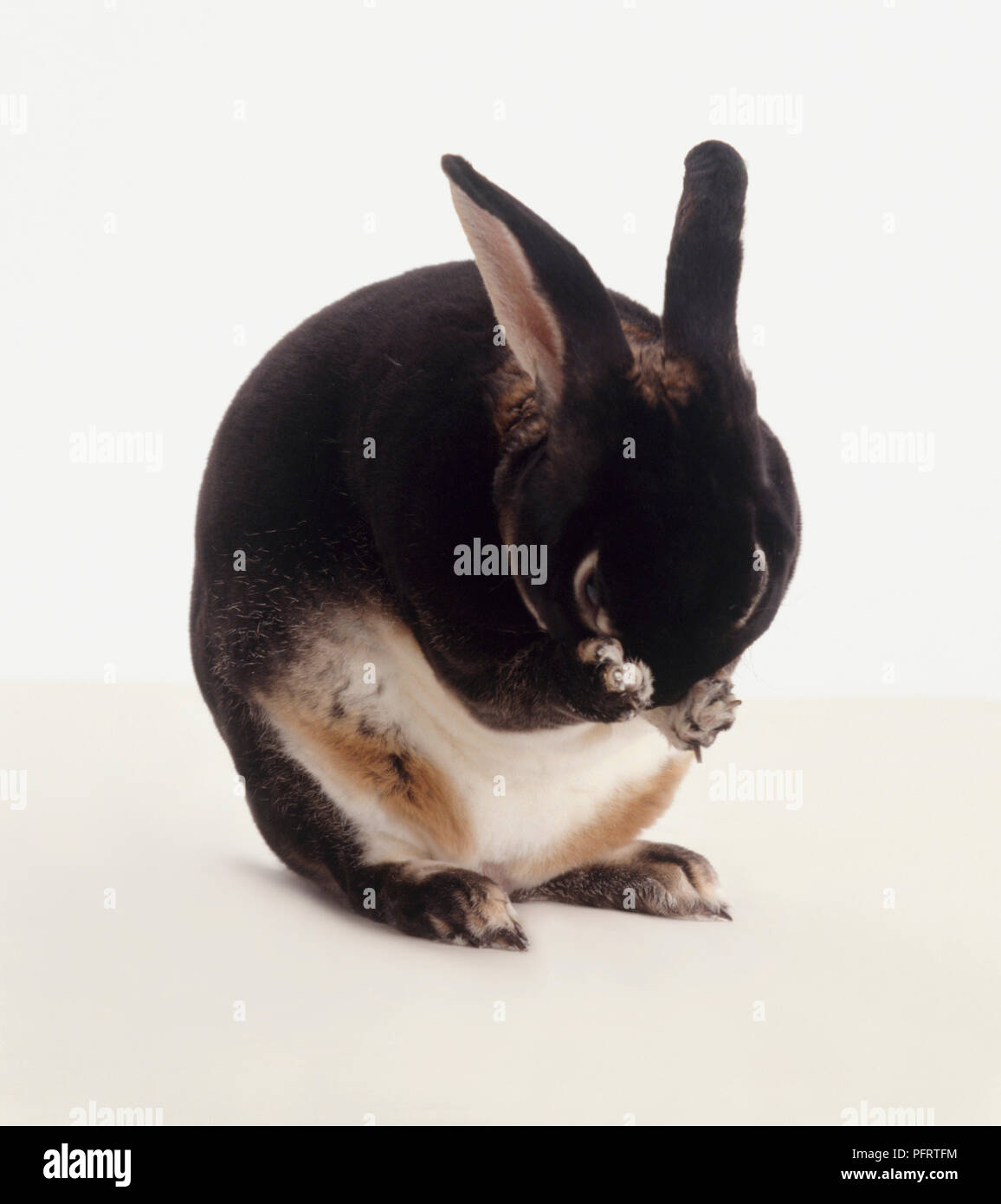 Netherland Dwarf rabbit (Oryctolagus cuniculus) cleaning its face Stock