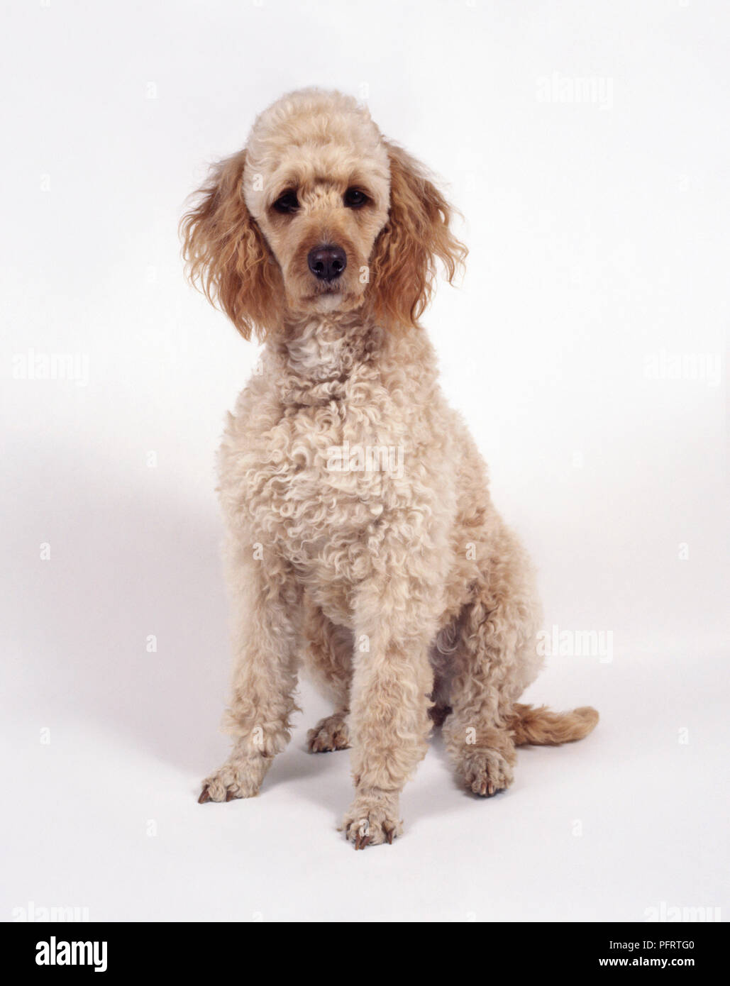 Labradoodle dog sitting, looking at camera Stock Photo