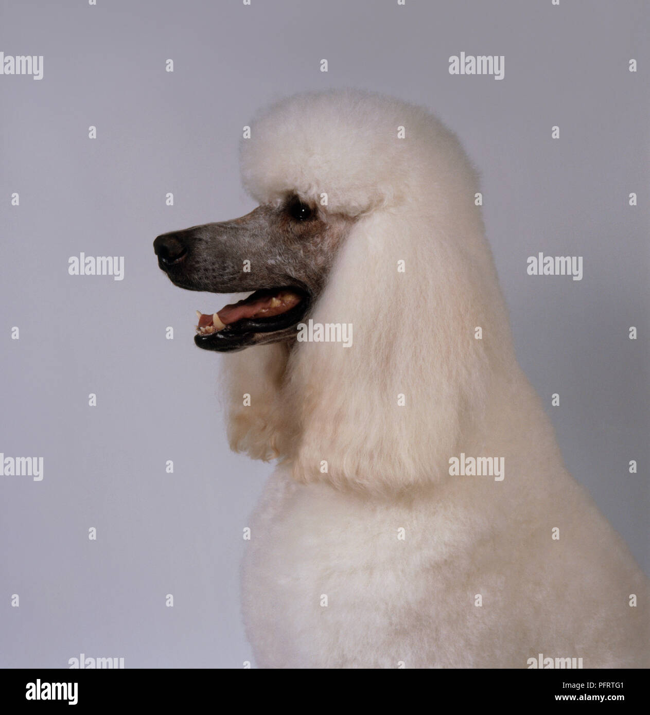 White Standard Poodle with head in profile showing long ears, mouth open Stock Photo Alamy