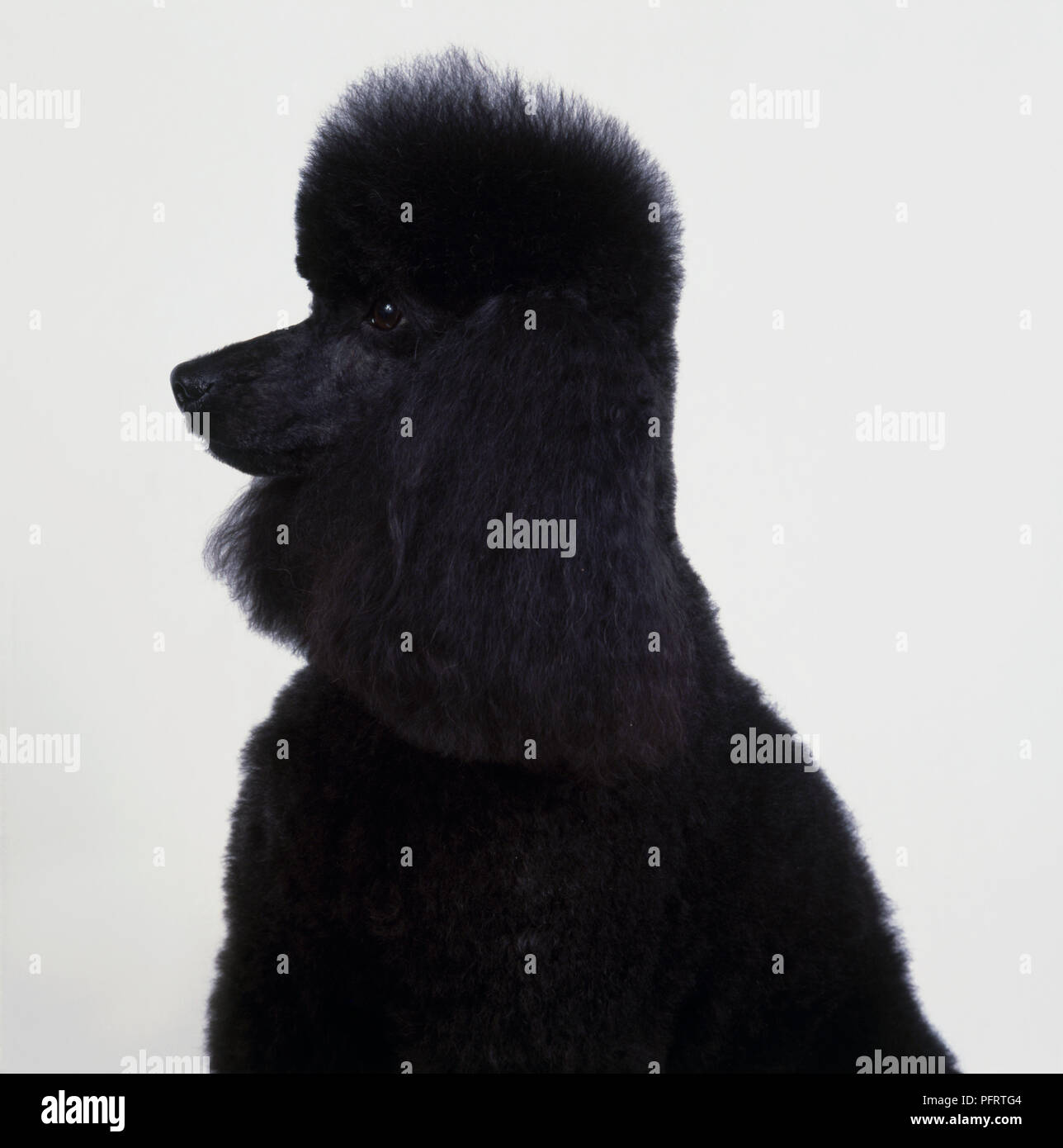 Black Standard Poodle with head in profile showing long ears Stock Photo Alamy