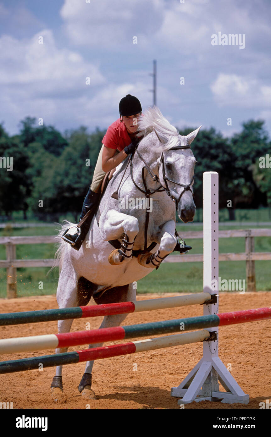 Young woman riding grey horse over show jumping oxer in paddock Stock