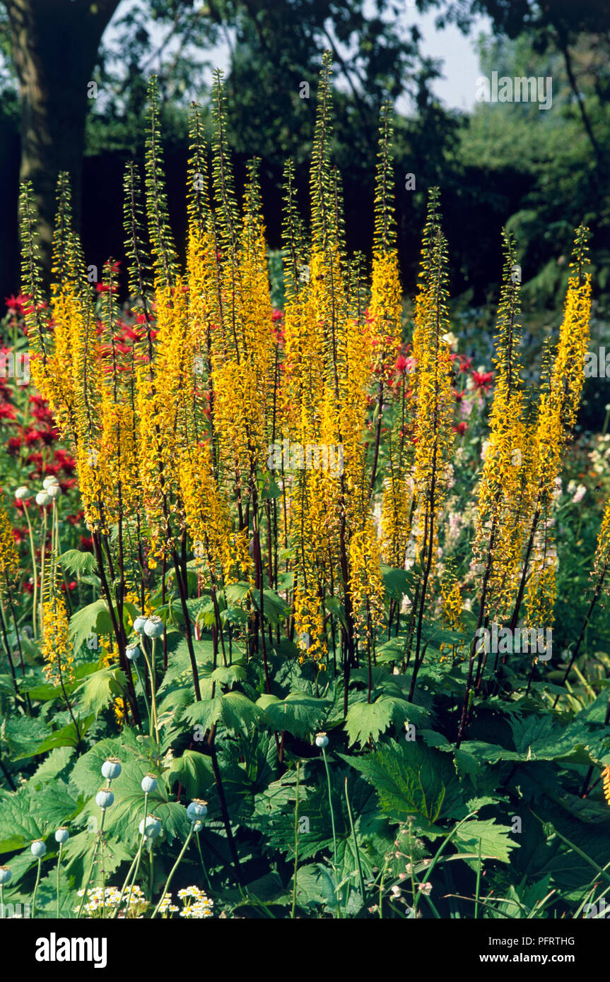Ligularia 'The Rocket' (Leopard plant), tall spikes of yellow flowers, and leaves Stock Photo