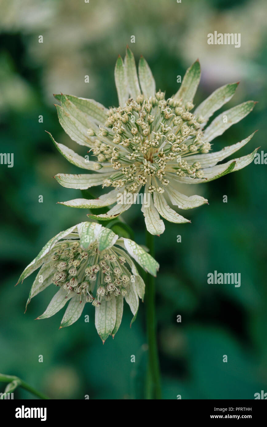 Astrantia major subsp. involucrata 'Shaggy' (Masterwort), flowers and bracts, close-up Stock Photo