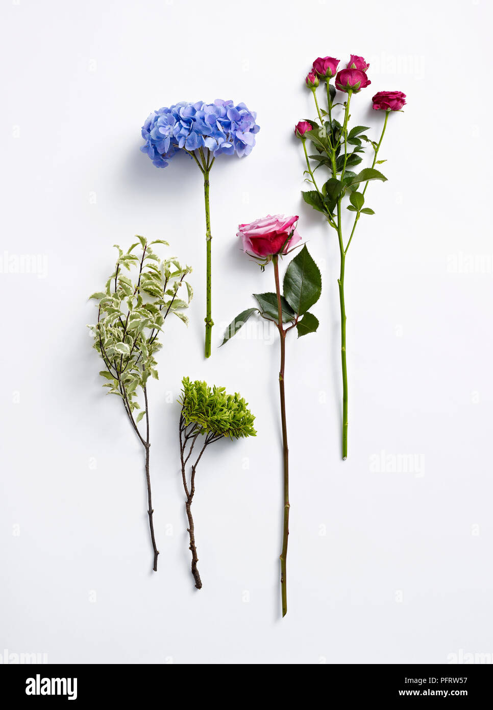 Flowers for flower arranging, variegated pittosporum, blue hydrangea, pink spray rose and pink rose Stock Photo