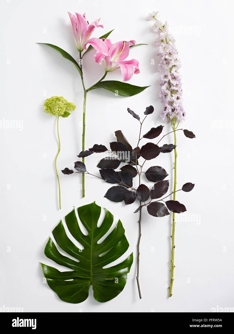 Flowers for flower arranging, pink lilies, hydrangea, delphinium, copper beech leaves and monstera leaf Stock Photo