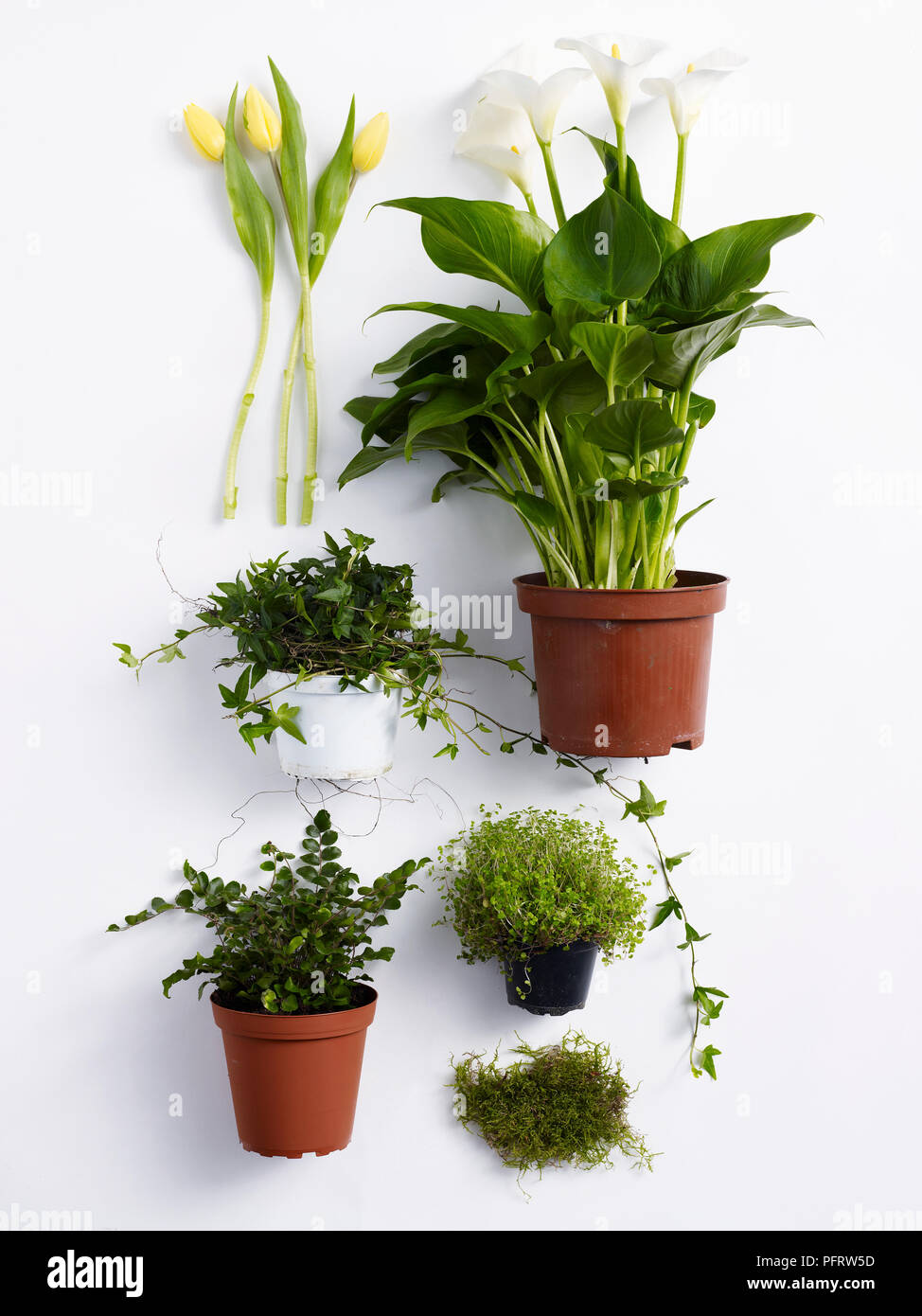 Plants for creating a plantique, tulips, calla lilies, trailing ivy, moss, baby's tears, muehlenbeckia Stock Photo