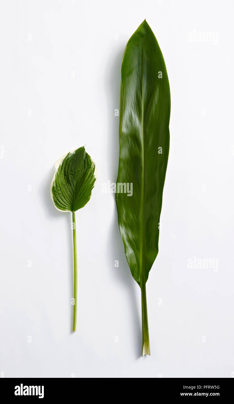 Green tie leaf and hosta leaf Stock Photo