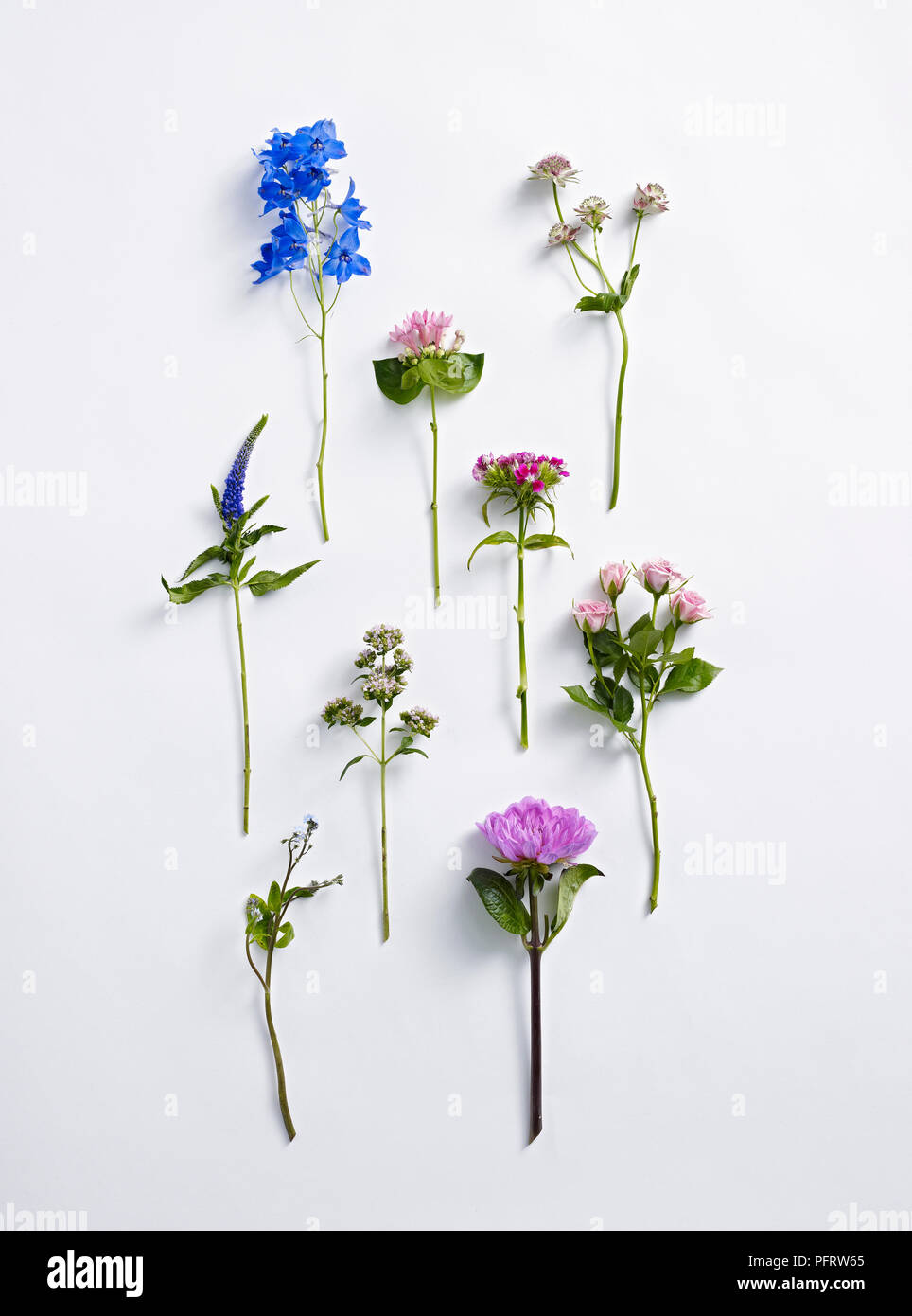 Mixed flowers for flower arranging, delphinium, astrantia, bouvardia, sweet william, rose, veronica, marjoram, forget-me-not, dahlia Stock Photo