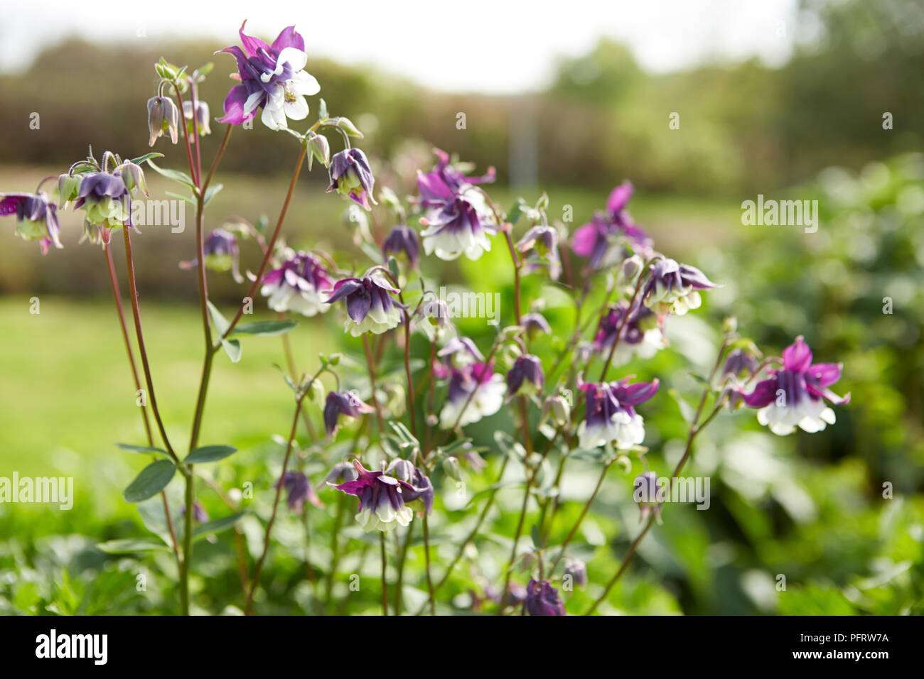 Aquilegias (Columbine) in a garden Stock Photo
