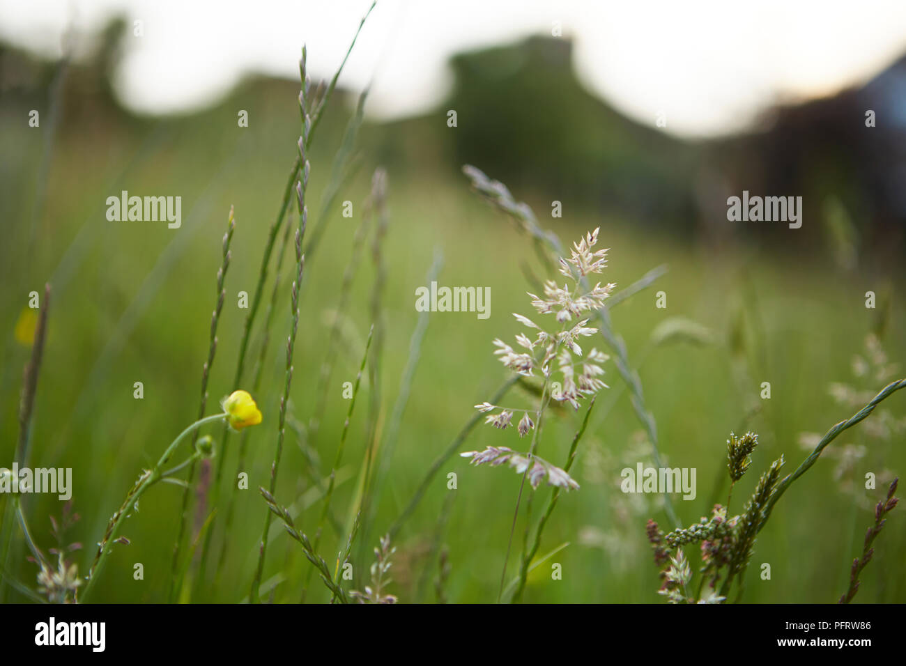 Close-up of wild flowers with allotment garden in the background Stock Photo