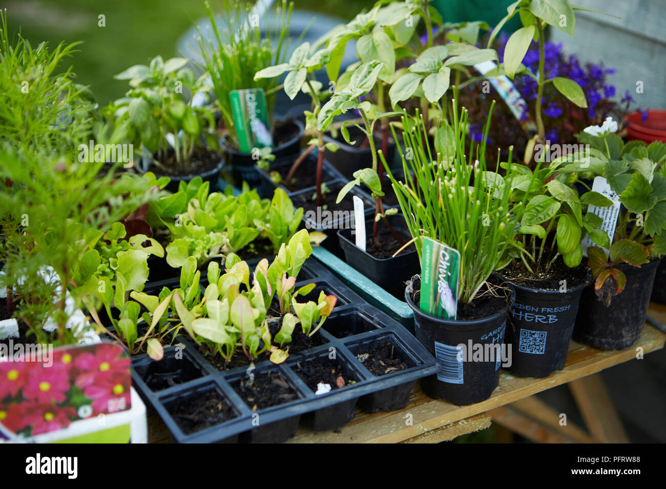Selection of plants and seedlings to be planted out in allotment Stock
