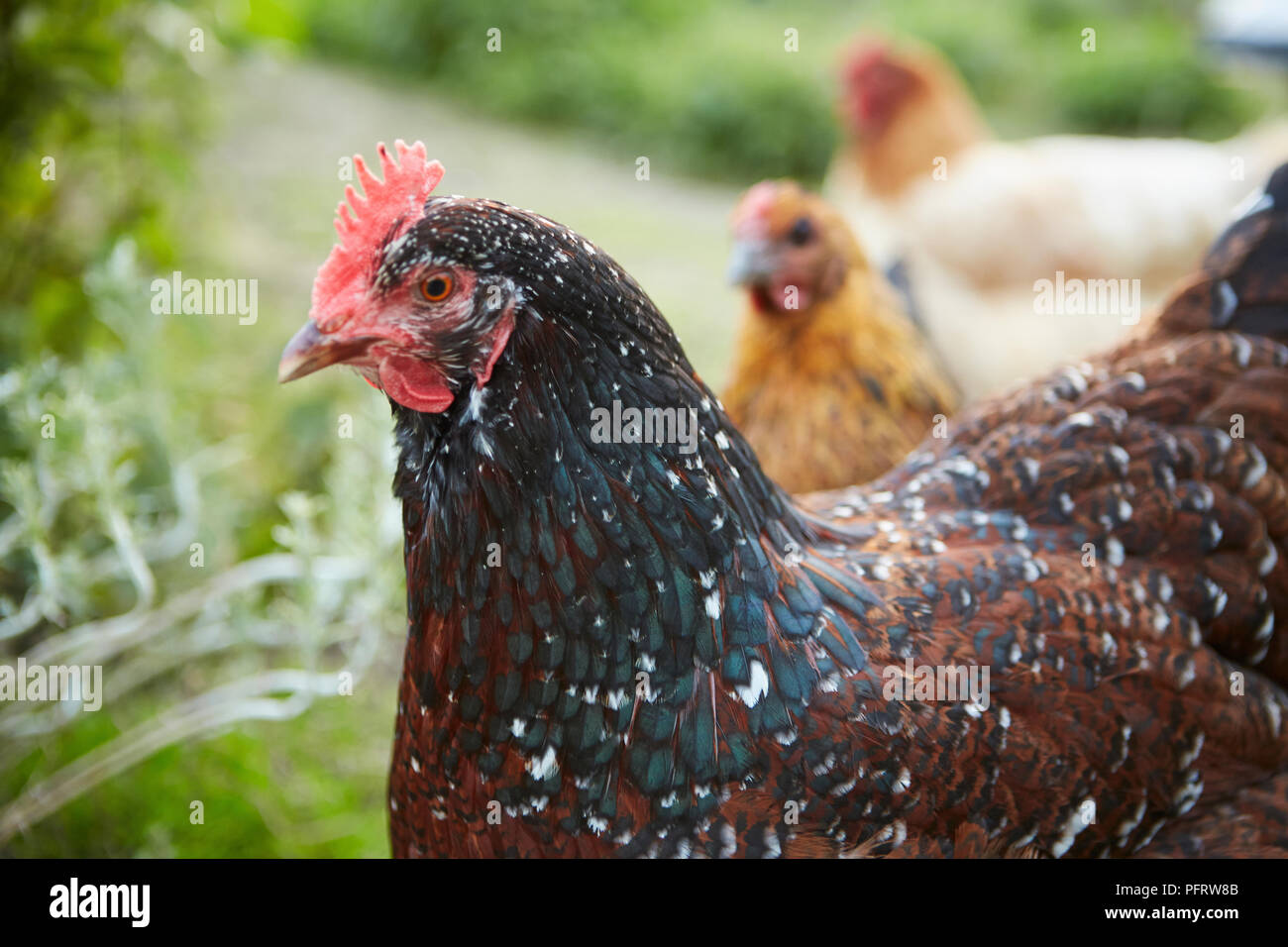 Chickens on allotment Stock Photo