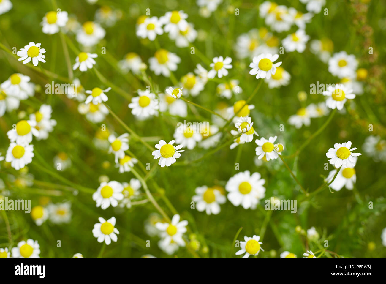 Chamomile flowers Stock Photo