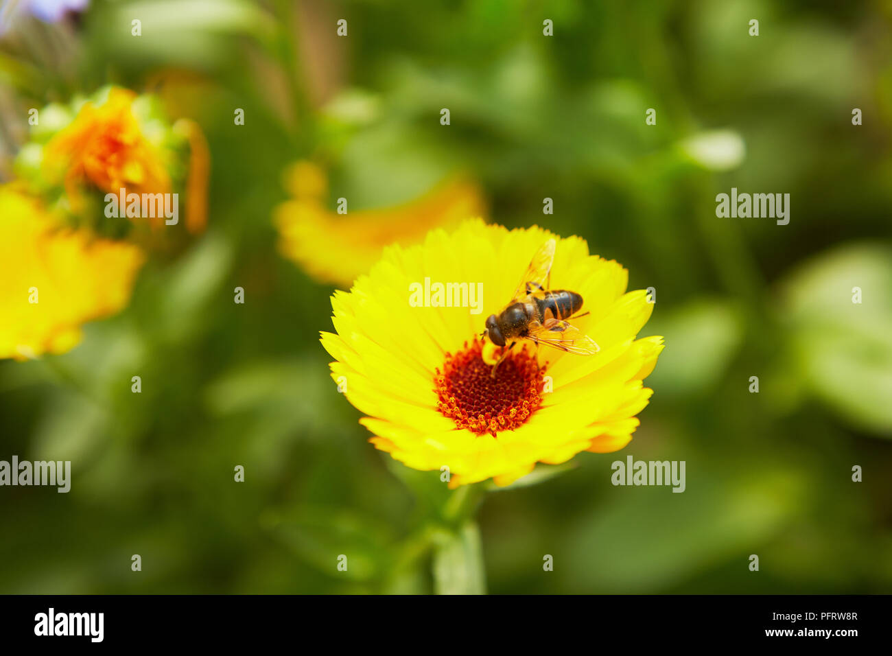 Insect on yellow flower Stock Photo